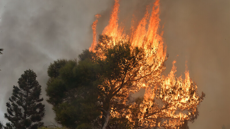 Высокая вероятность лесных пожаров на Кипре