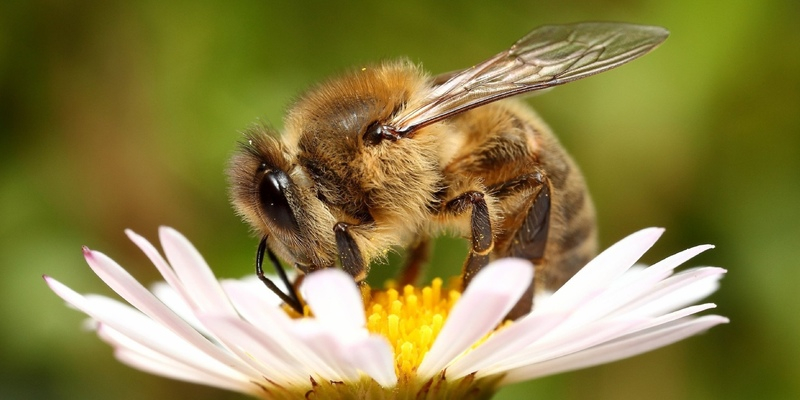 Кипрские пчелы находятся под угрозой исчезновения