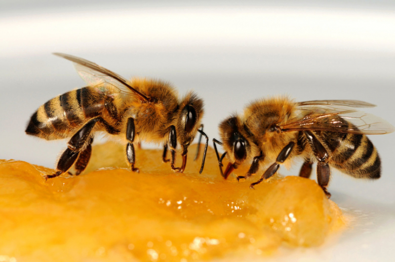 Кипрские пчелы находятся под угрозой исчезновения