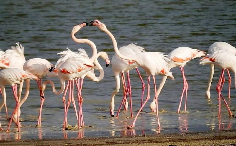 
Акротири приютит гнездящихся фламинго
