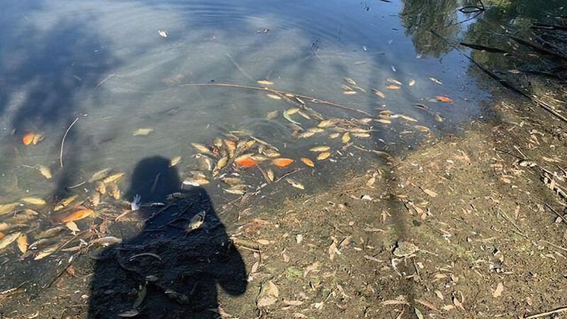 Бактерия стала причиной гибели рыб в озере Парка Аталасса