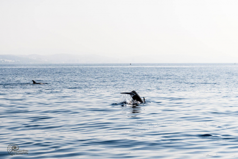 
Дельфины у берегов Лимассола (фото, видео)
