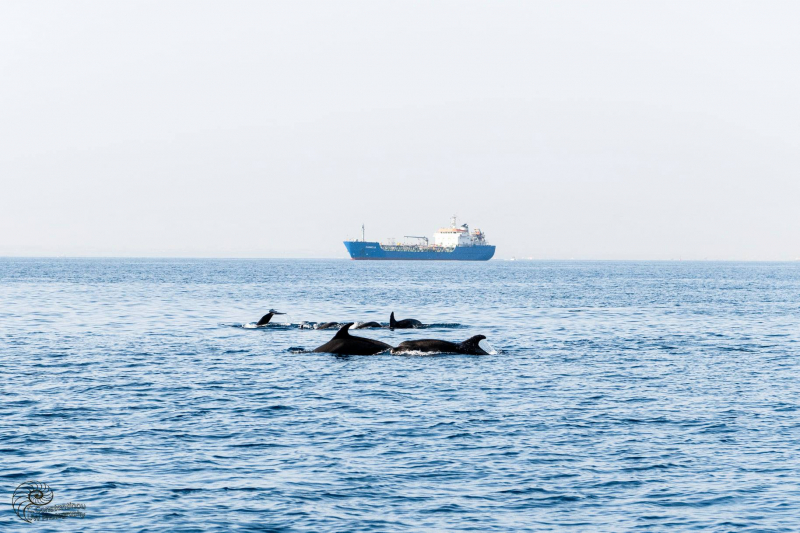 
Дельфины у берегов Лимассола (фото, видео)
