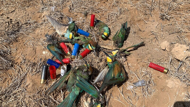 Фотографии убитых птиц привлекли внимание к проблеме