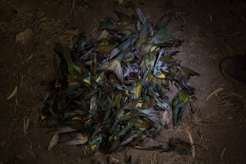Фотографии убитых птиц привлекли внимание к проблеме