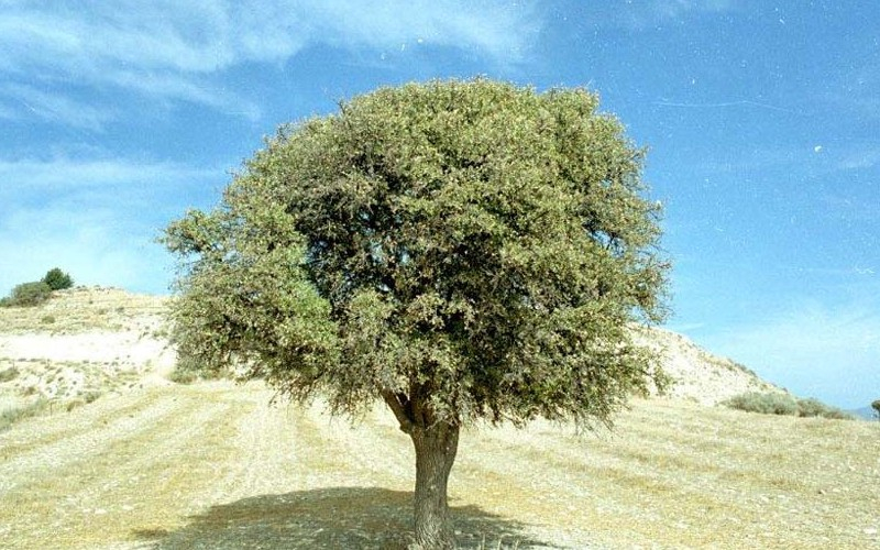 
Главные кипрские деревья

