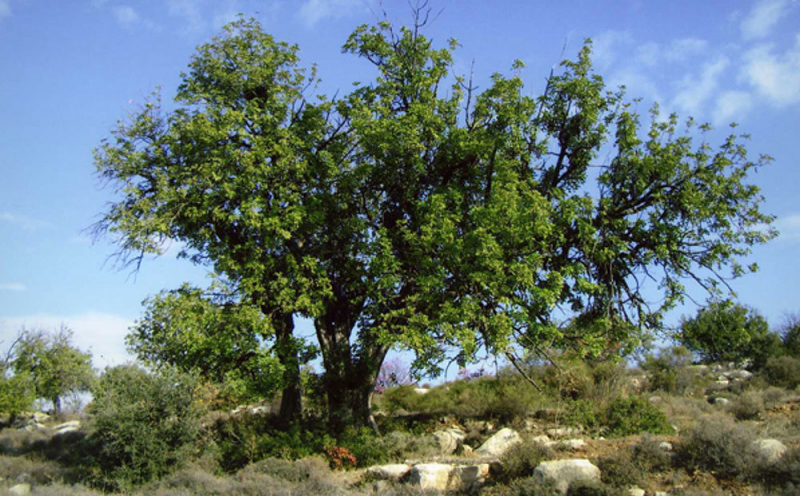
Главные кипрские деревья
