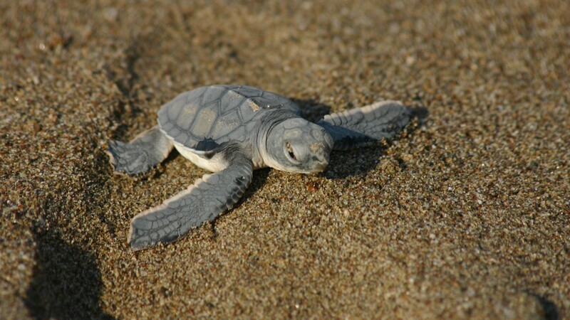 Изменение климата усложняет жизнь морским черепахам