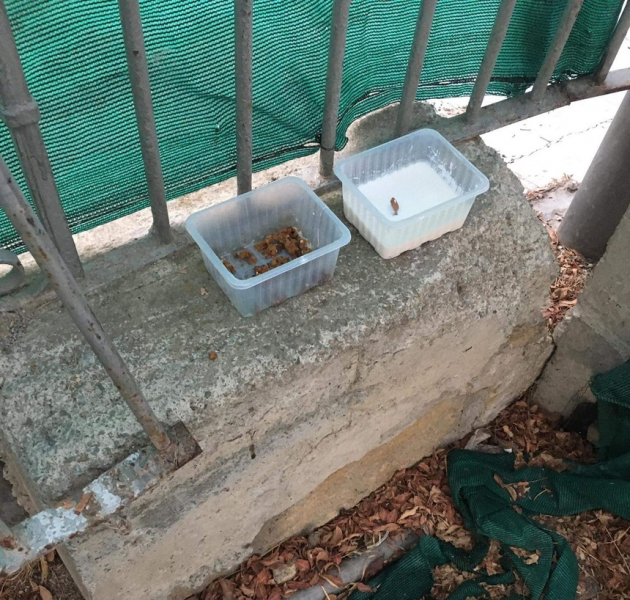 На Кипре в гимназии убивали кошек, подсыпая яд в корм