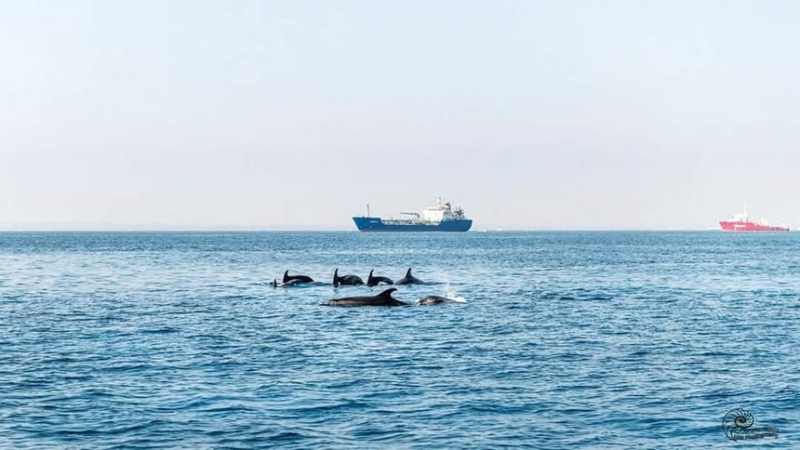 Невероятно! В Лимассоле дельфины подплыли к самому берегу и купались вместе с отдыхающими