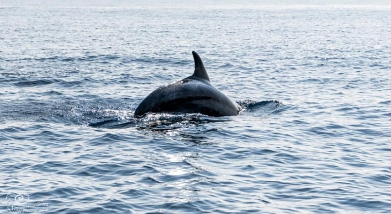 Невероятно! В Лимассоле дельфины подплыли к самому берегу и купались вместе с отдыхающими