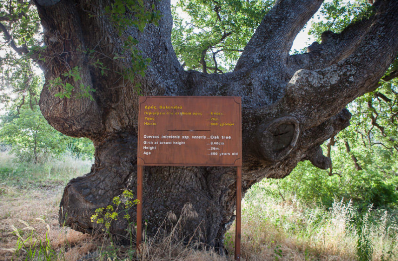 
Посмотрите на 800-летний кипрский дуб
