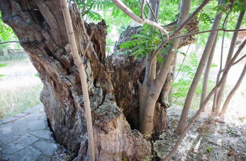 
Посмотрите на 800-летний кипрский дуб
