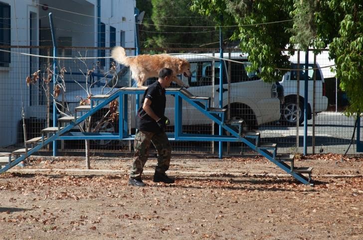 
Собаки правопорядка и кипрские кинологи

