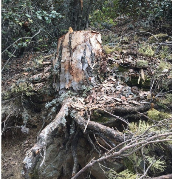 Ученые обратились к киприотам с просьбой защить 800-летние деревья