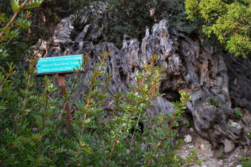 Ущелье Авакас. Avakas Gorge. Cyprus