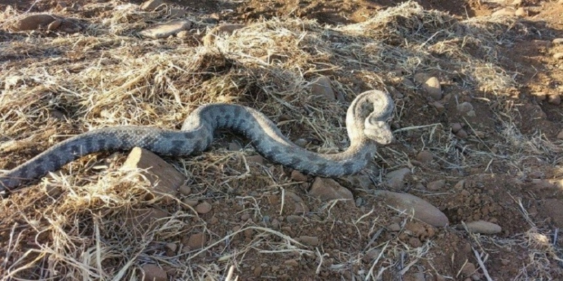 На Кипре годовалую девочку покусала ядовитая змея