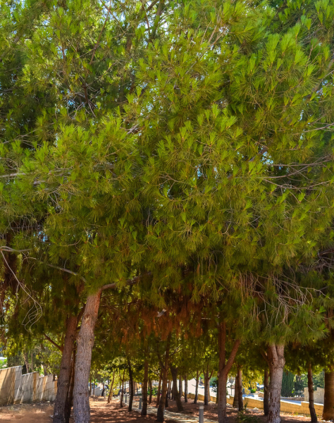 Отдых в тени кипрской сосны: парк с красочной детской площадкой в деревне Куклия на Кипре
