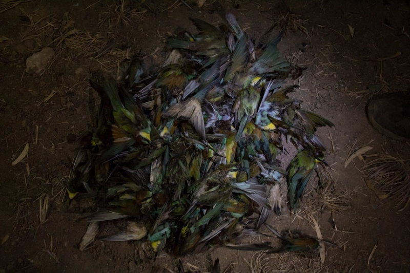 В Ларнаке убили несколько десятков птиц