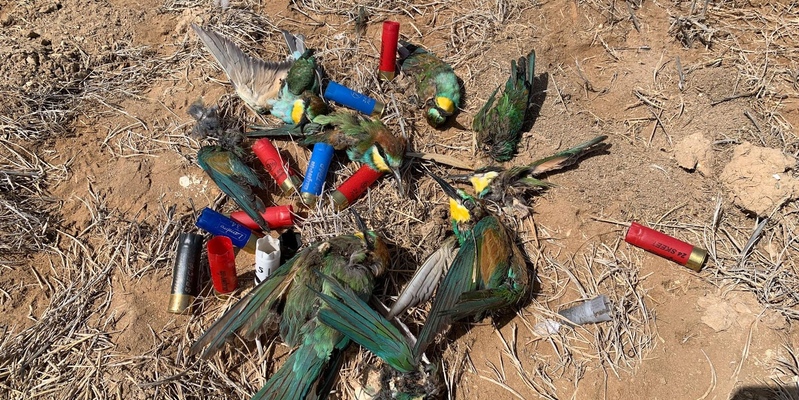 В Ларнаке убили несколько десятков птиц