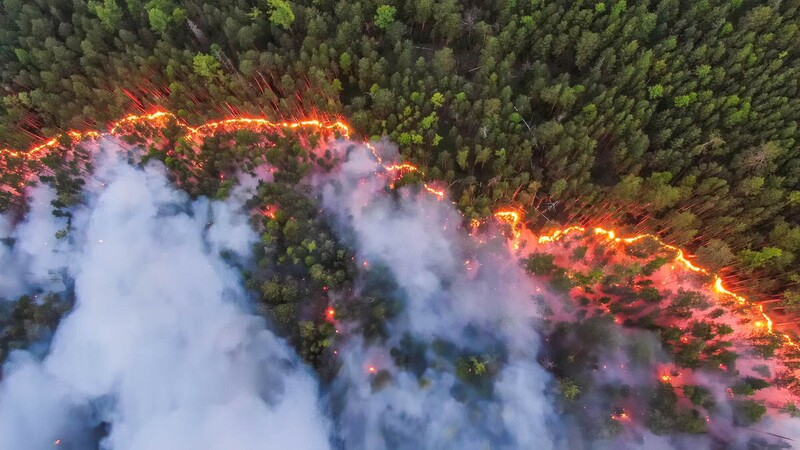 300 лесных пожаров по вине человека за последние 18 лет