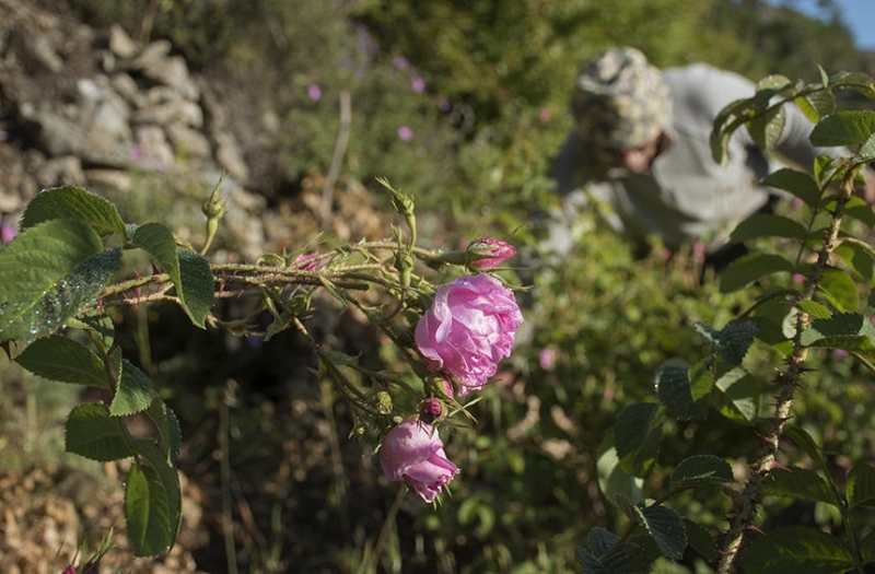 Кипрская деревушка Агрос, наполненная ароматами роз! 