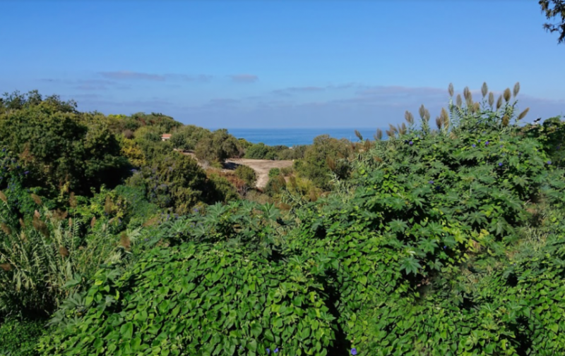 Лемба Парк - цветочный рай на Кипре, где запахи просто завораживают!