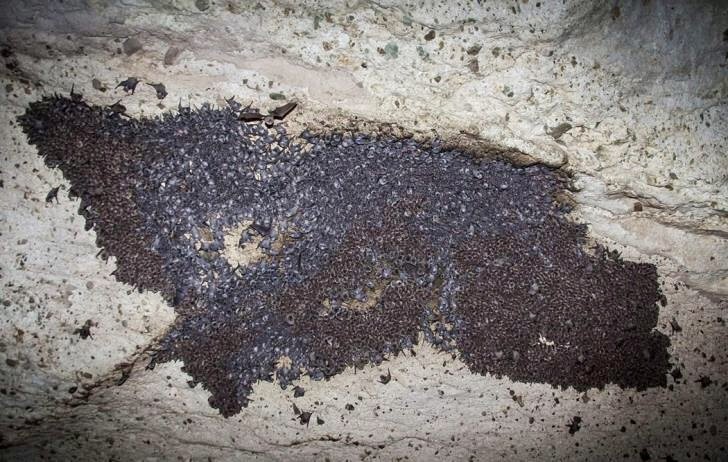 На Кипре обнаружили самую большую колонию летучих мышей