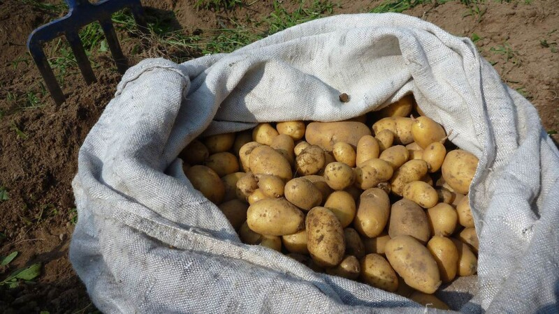 На Кипре выращивают 50 видов картофеля