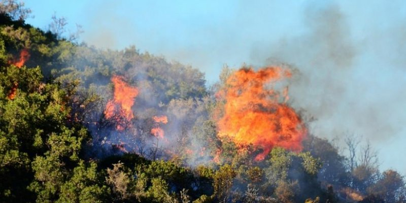Почти 300 лесных пожаров с 2002 года вспыхнули на Кипре неслучайно