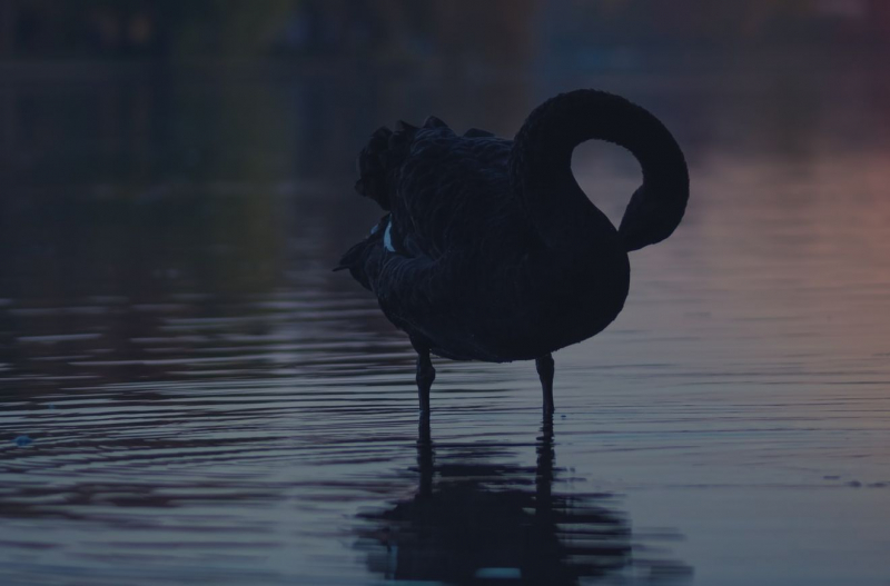 В Ларнаке появился черный фламинго