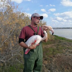 На Кипре спасли подстреленного фламинго
