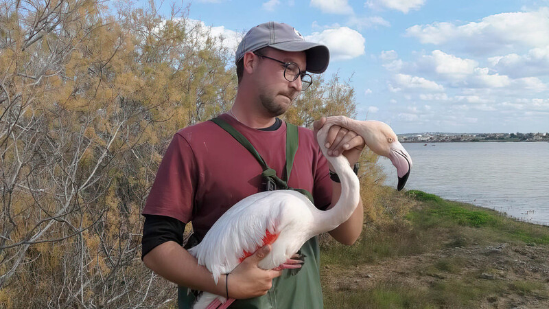 На Кипре спасли подстреленного фламинго