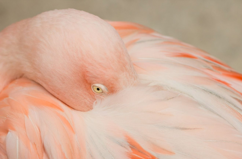 Защитники птиц спасли раненого фламинго