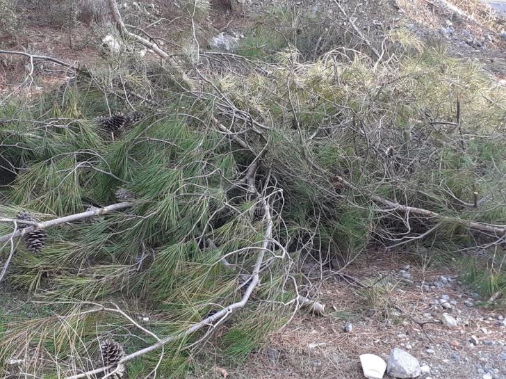 
Экологи сообщили о незаконной вырубке сосен
