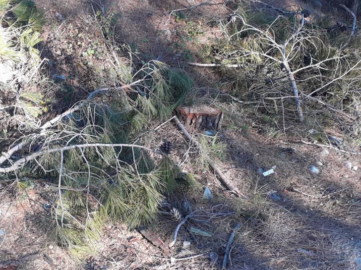 
Экологи сообщили о незаконной вырубке сосен
