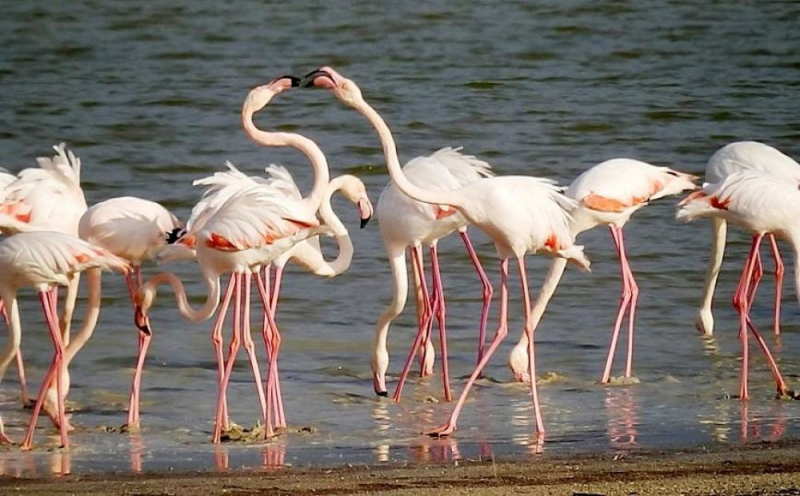 
Фламинго угрожает отравление свинцом

