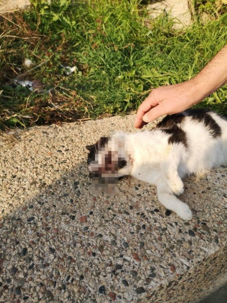Кипрское сообщество CopsCats надеется найти и наказать маньяка, зверски убившего 14 кошек