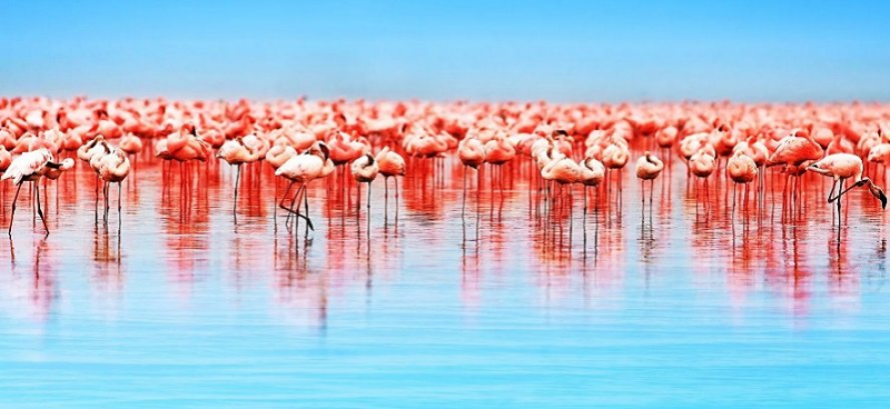 На Кипре фламинго — под угрозой исчезновения!