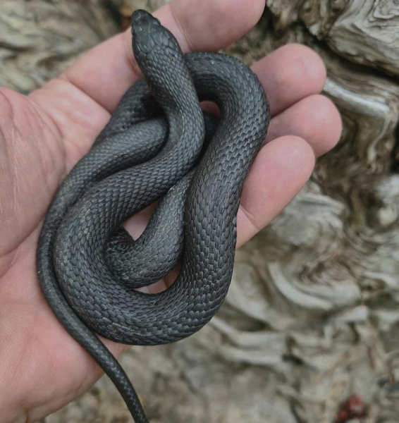 На Кипре нашли вымирающих змей