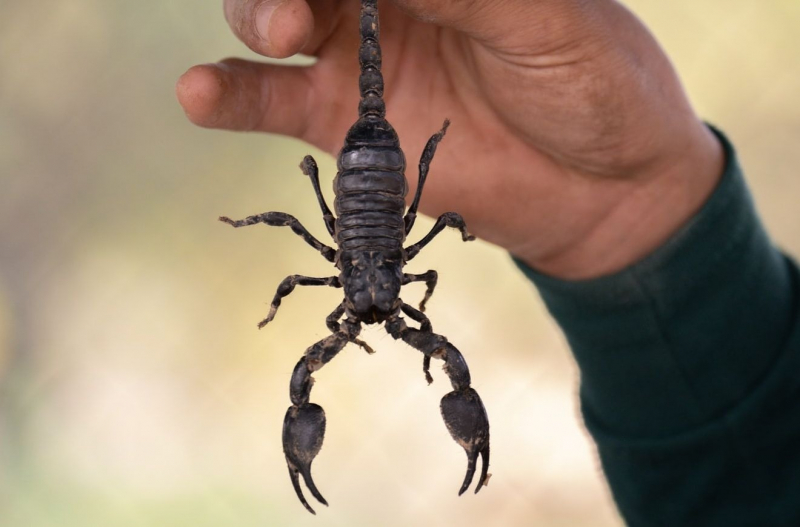 На Кипре запретят держать дома скорпионов