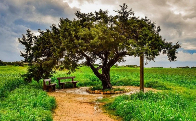 
«Невидимое» дерево на мысе Каво Греко
