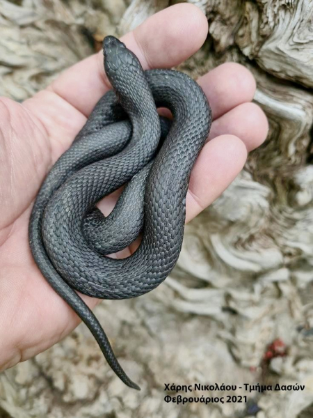 
В лесу Махерас обнаружен редкий вид змей
