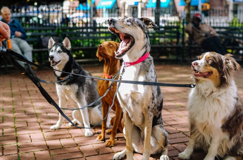 В Лимассоле открылась новая площадка для собак