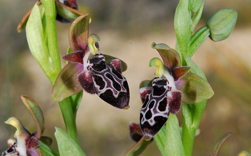 
Кипрская пчелиная орхидея
