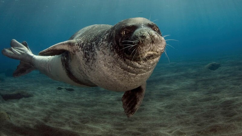 На Кипре обнаружено место размножения самых редких в мире тюленей
