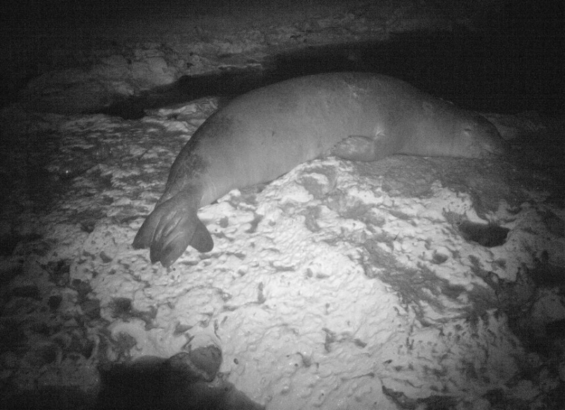 Ученые нашли любовное гнездышко тюленей-монахов в ТРСК