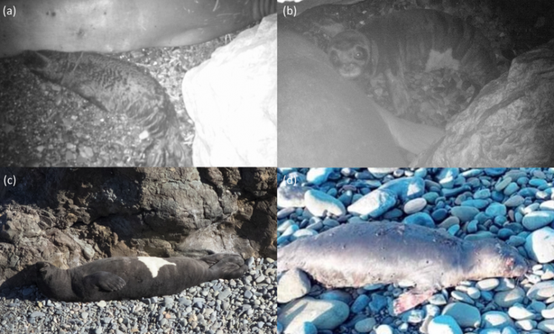 Ученые нашли любовное гнездышко тюленей-монахов в ТРСК