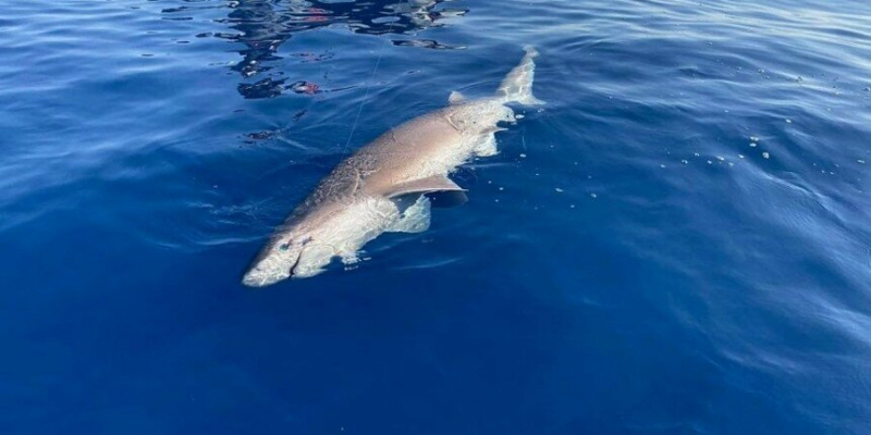 В Лимассоле рыбаки поймали редкую акулу