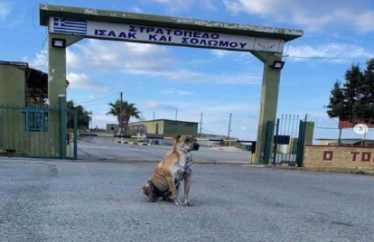 Хеппи-энд для Бруно: избитая собака возвращается в армию Кипра